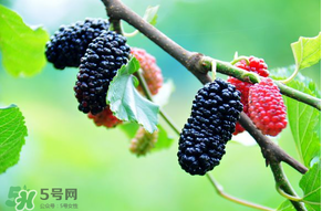 哪些人不能吃桑葚？桑葚什么人不能吃？