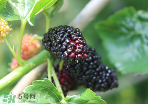 哪些人不能吃桑葚？桑葚什么人不能吃？