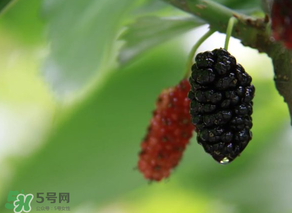 哪些人不能吃桑葚？桑葚什么人不能吃？