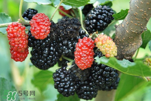 桑葚酸嗎？桑葚為什么酸？