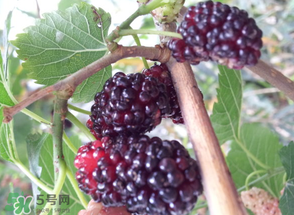桑葚發(fā)霉了還能吃嗎？桑葚發(fā)霉了還能泡酒嗎？