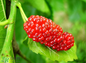 桑葚變紅了可以吃嗎？桑葚發(fā)紅可以吃嗎？