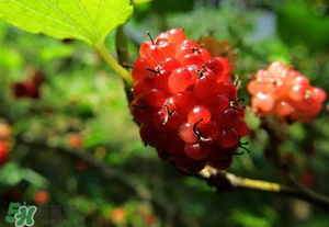 桑葚變紅了可以吃嗎？桑葚發(fā)紅可以吃嗎？