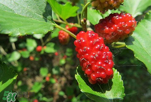 桑葚變紅了可以吃嗎？桑葚發(fā)紅可以吃嗎？