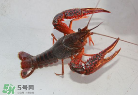 四月份能釣龍蝦嗎？4月份能釣龍蝦嗎？