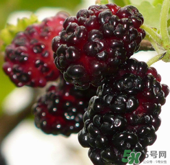 桑葚不甜怎么辦？桑葚不甜怎么變甜？