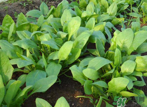 4月份可以種菠菜嗎？菠菜幾月份種？