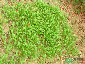 4月份可以種菠菜嗎？菠菜幾月份種？