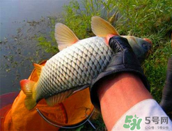 四月份可以釣鯉魚嗎？四月份怎么釣鯉魚？
