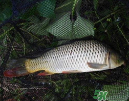 四月份可以釣鯉魚嗎？四月份怎么釣鯉魚？