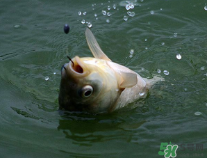 四月份能釣魚嗎？四月份釣什么魚？