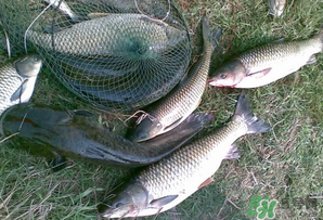 四月份能釣魚嗎？四月份釣什么魚？
