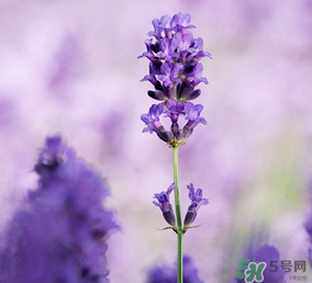 4月份有薰衣草嗎？四月份薰衣草開了嗎？