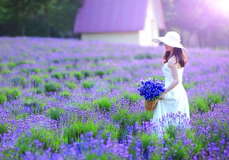 4月份有薰衣草嗎？四月份薰衣草開了嗎？