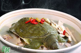 懷孕初期能吃甲魚嗎？懷孕初期可以吃甲魚嗎？