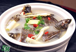懷孕初期能吃甲魚嗎？懷孕初期可以吃甲魚嗎？