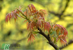香椿多少錢一斤？香椿芽多少錢一斤2017？