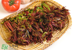 香椿為什么會苦？香椿苦味怎么回事？