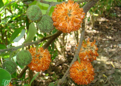 構(gòu)樹花孕婦能吃嗎？構(gòu)樹花孕婦可以吃嗎？