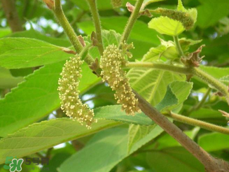 構(gòu)樹花孕婦能吃嗎？構(gòu)樹花孕婦可以吃嗎？