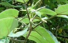 構(gòu)樹(shù)穗孕婦能吃嗎？孕婦能吃構(gòu)樹(shù)穗嗎？