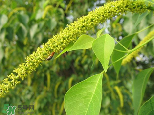 構(gòu)樹(shù)穗孕婦能吃嗎？孕婦能吃構(gòu)樹(shù)穗嗎？