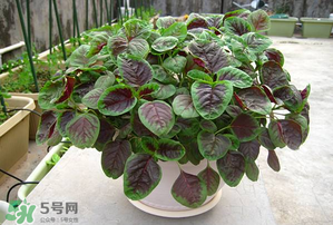 孕婦能吃莧菜嗎？孕婦可以吃莧菜嗎？