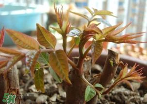 香椿什么時候發(fā)芽？香椿什么時候采摘？