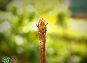 香椿什么時候發(fā)芽？香椿什么時候采摘？