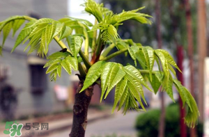 香椿什么時候發(fā)芽？香椿什么時候采摘？