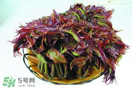香椿什么時(shí)候上市？香椿幾月份上市？