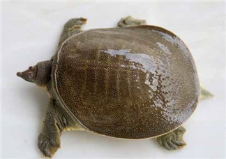 懷孕初期能吃甲魚嗎？懷孕初期可以吃甲魚嗎？