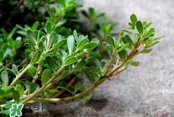 馬齒莧能治白發(fā)嗎？馬齒莧可以治白發(fā)嗎？