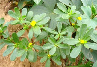 馬齒莧能治白發(fā)嗎？馬齒莧可以治白發(fā)嗎？