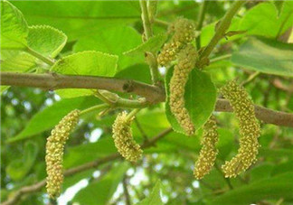 構(gòu)樹穗孕婦能吃嗎？孕婦能吃構(gòu)樹穗嗎？