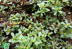 馬齒莧能治白發(fā)嗎？馬齒莧可以治白發(fā)嗎？