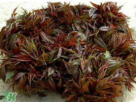 香椿什么味道？香椿吃起來什么味道？