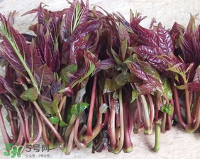 香椿什么味道？香椿吃起來什么味道？