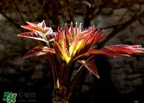 香椿能放冰箱嗎？香椿放冰箱能保存多久？