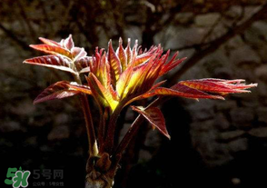 香椿苦能吃嗎？香椿苦怎么做好吃？