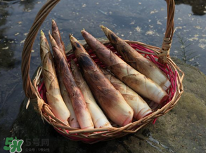 竹筍為什么澀？竹筍如何去澀？