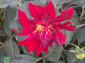五月份什么花開(kāi)？五月份開(kāi)什么花？