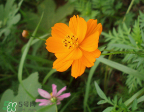 五月份什么花開(kāi)？五月份開(kāi)什么花？