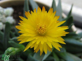 五月份什么花開(kāi)？五月份開(kāi)什么花？