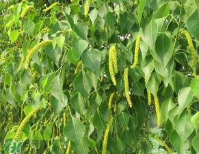 構(gòu)樹(shù)穗怎么做好吃？構(gòu)樹(shù)穗的做法是什么？
