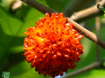 構(gòu)樹果實(shí)能吃嗎？構(gòu)樹果實(shí)孕婦能吃嗎？