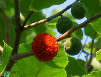 構(gòu)樹果實(shí)能吃嗎？構(gòu)樹果實(shí)孕婦能吃嗎？