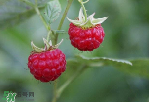 山莓孕婦能吃嗎？山莓孕婦可以吃嗎？