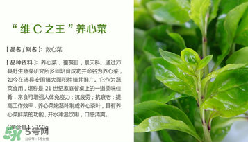 救心菜孕婦能吃嗎？救心菜孕婦可以吃嗎？