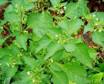 孕婦可以吃龍葵菜嗎？龍葵菜孕婦可以吃嗎？